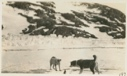 Image of Dogs and sea pigeons near the Bowdoin